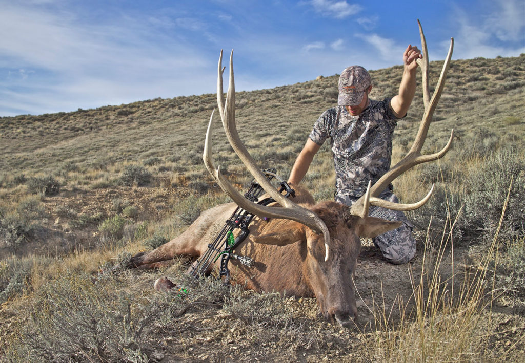 Elk killed by a bow hunter using a broadhead arrowhead