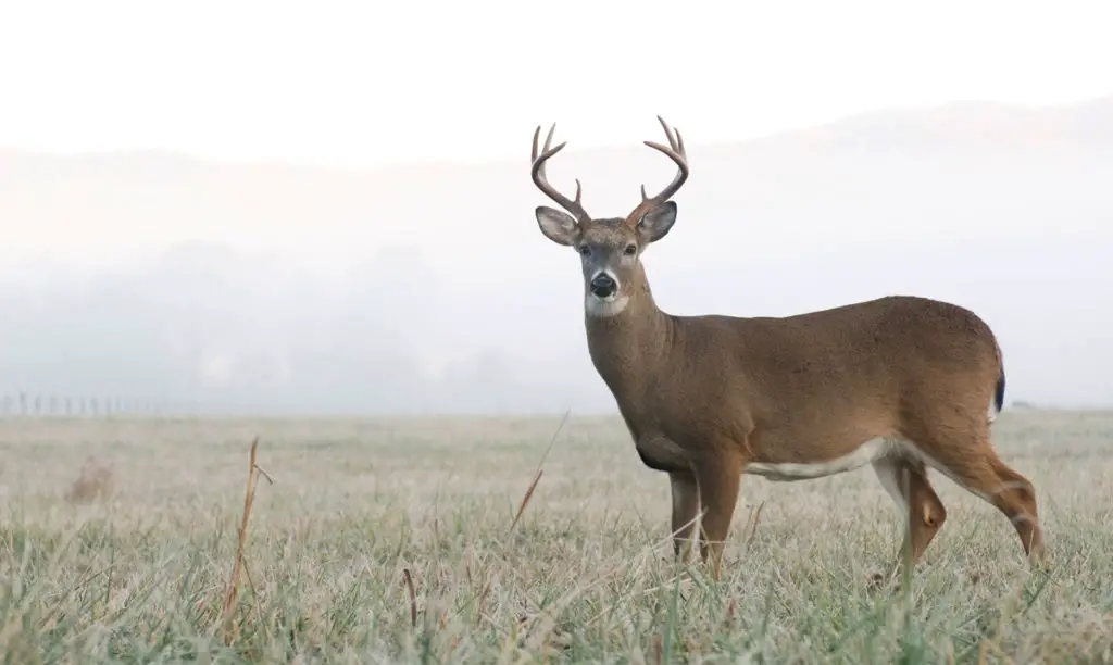 Male Deer Buck standing in field