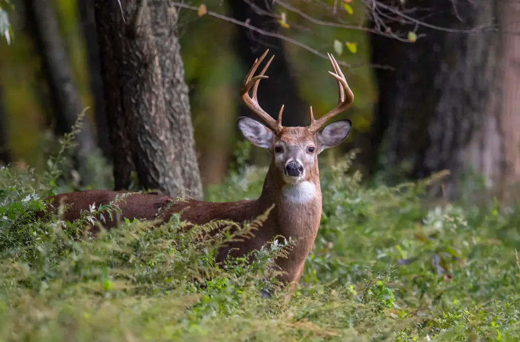 Deer Buck standing in the wood foliage