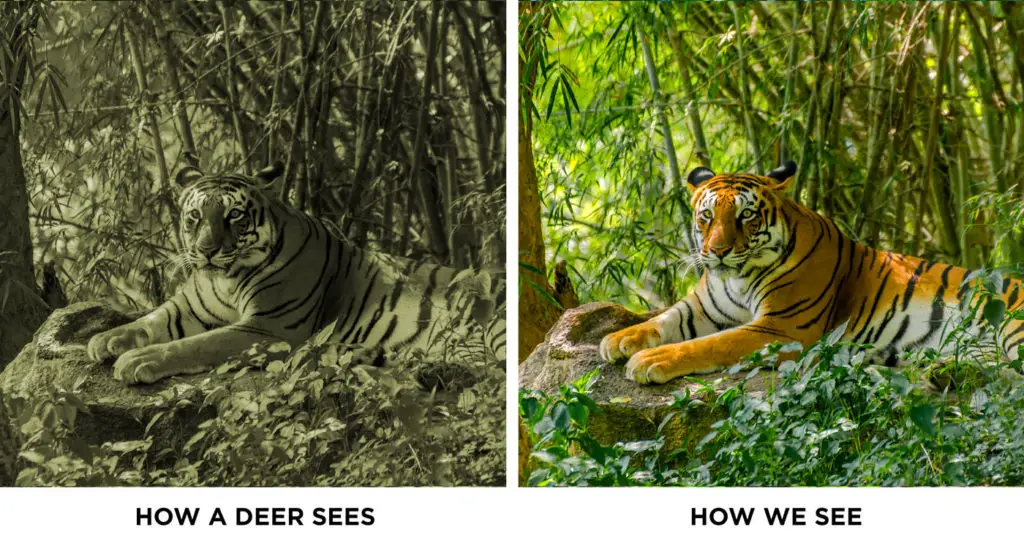 How a deer sees vs a human. Deer are colorblind and orange does not stand out for them