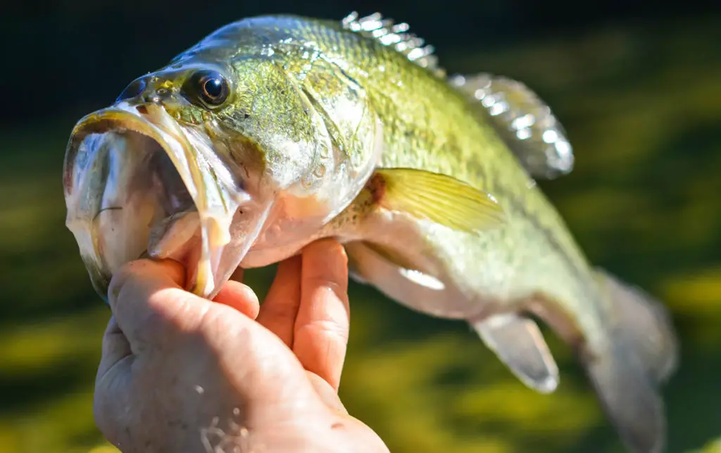 largemouth bass with his mouth open