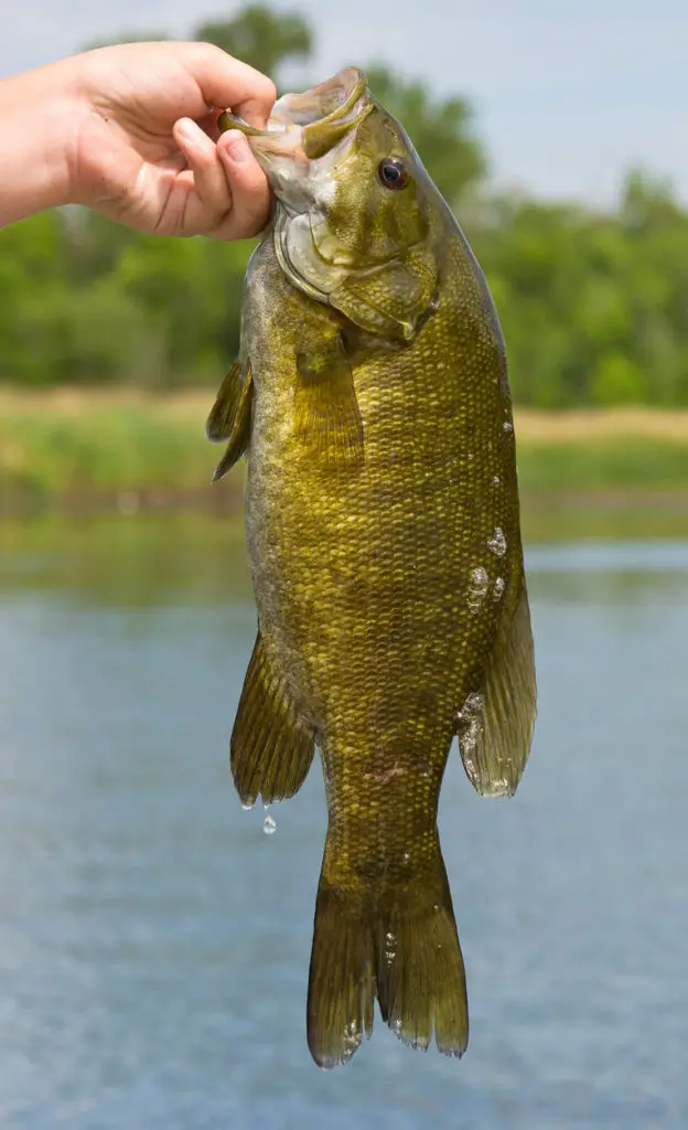 Smallmouth bass caught and being held by a fisherman