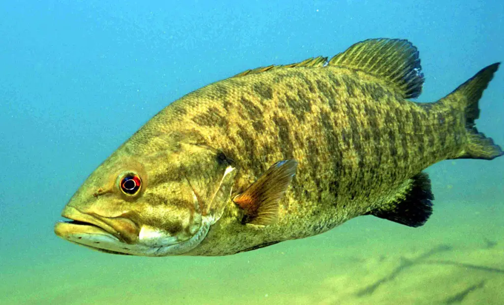 A Smallmouth bass swimming underwater