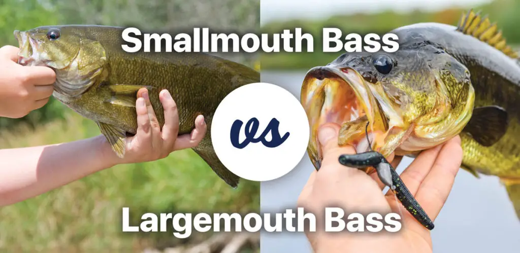 Smallmouth vs Largemouth Bass