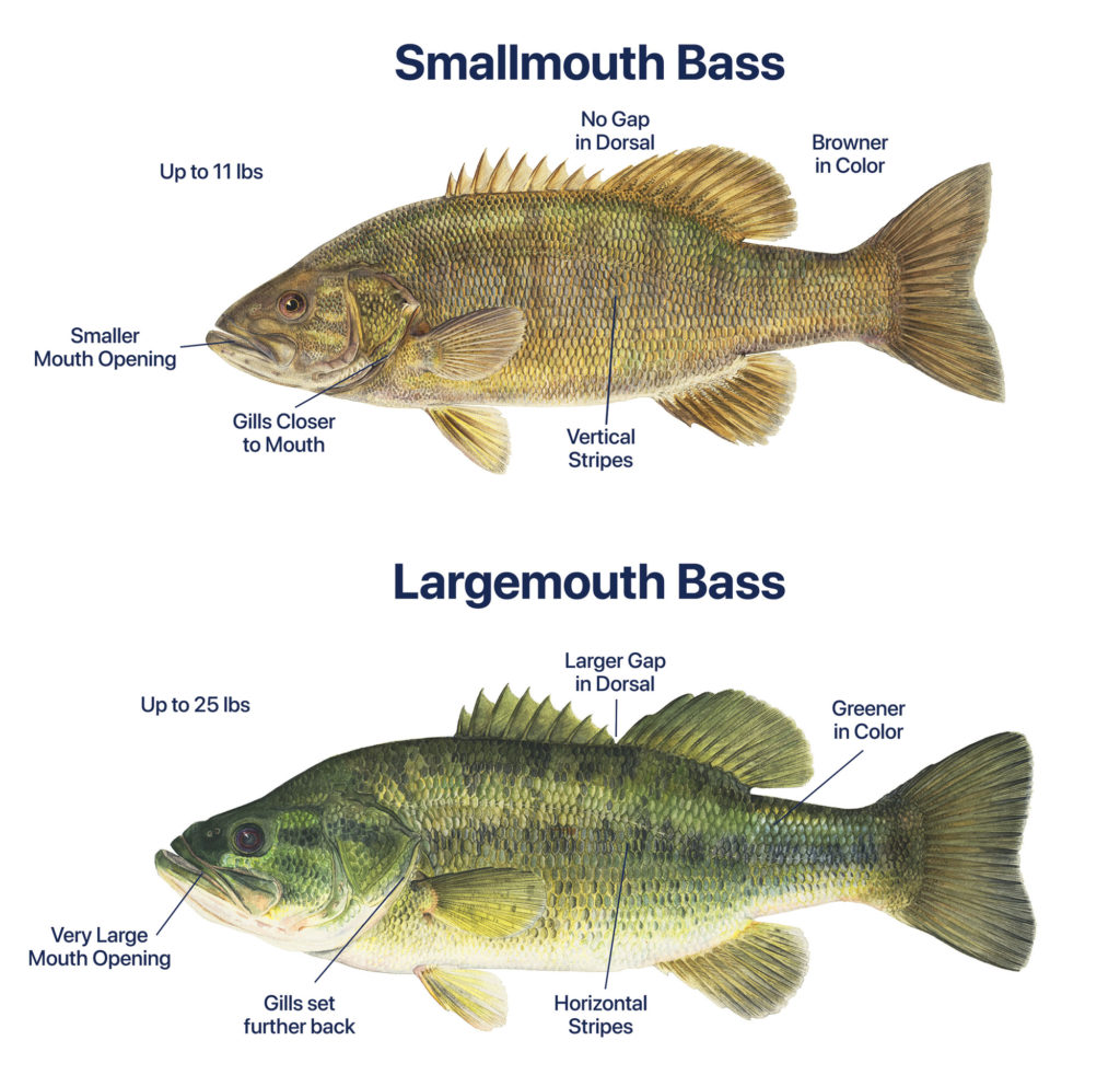 Smallmouth bass vs largemouth bass comparison chart illustration