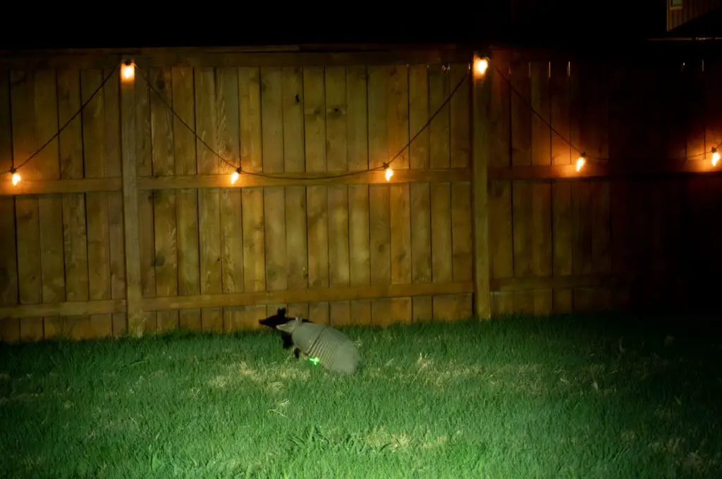 Armadillo in the yard at night