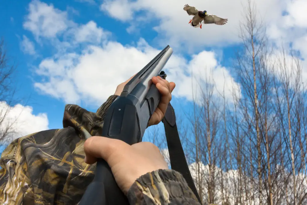 Bird hunter shooting shotgun at duck