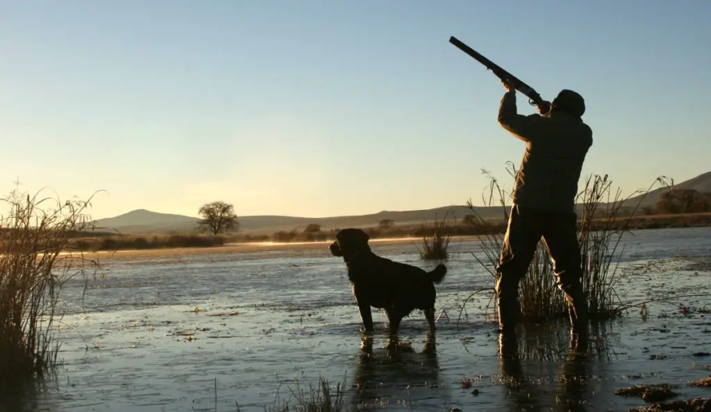 Duck Hunter with dog and shotgun