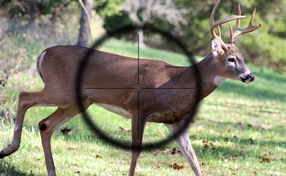 Where to shoot a deer with a 223