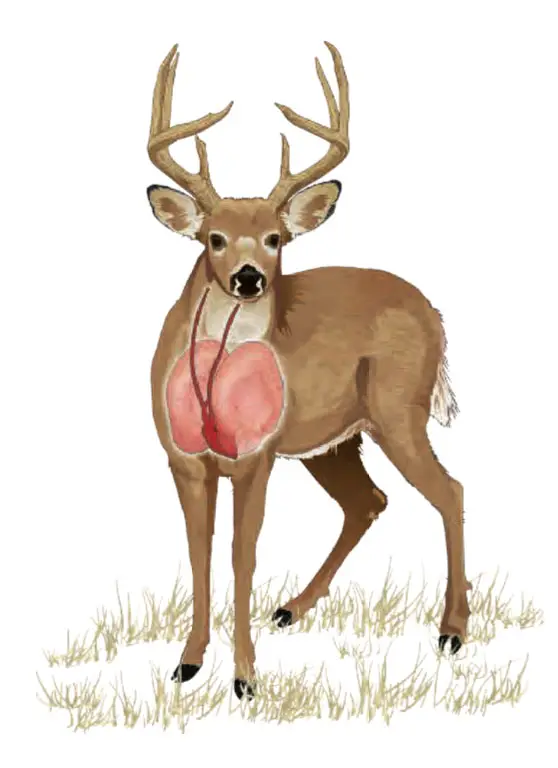 Deer illustration with vital organs in the chest such as lungs and heart