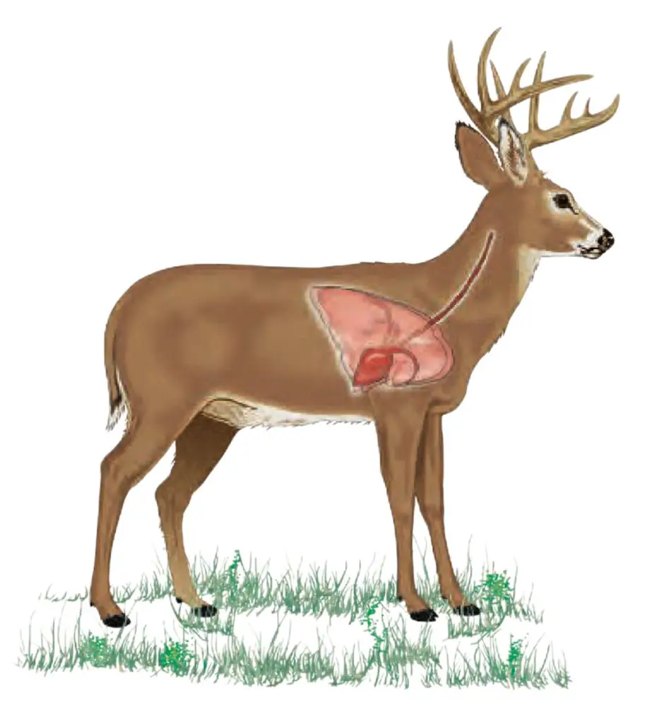 Side view of deer illustration showing where to hit vital organs when hunting