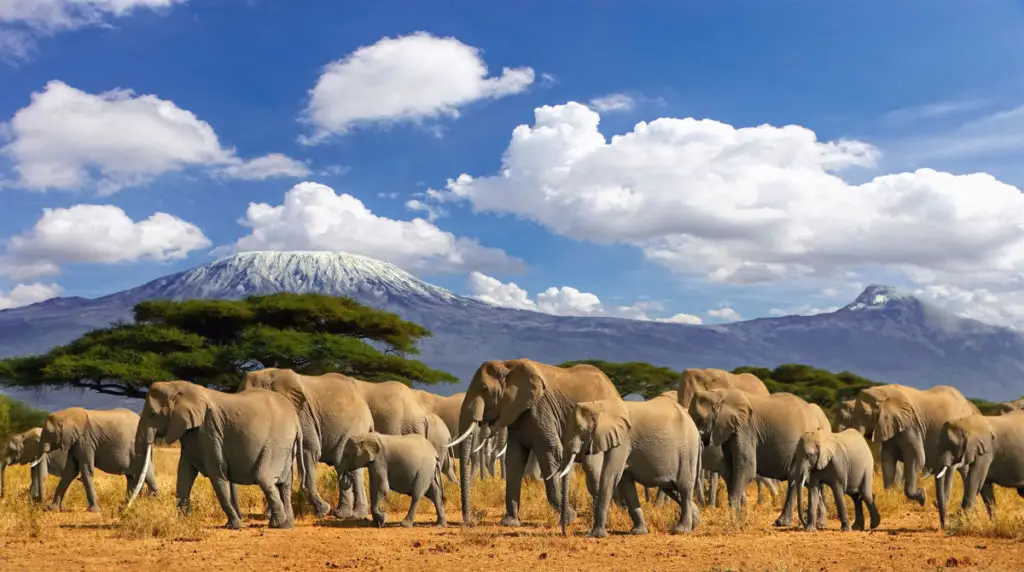 Herd of elephants walking with snow capped mountains in background