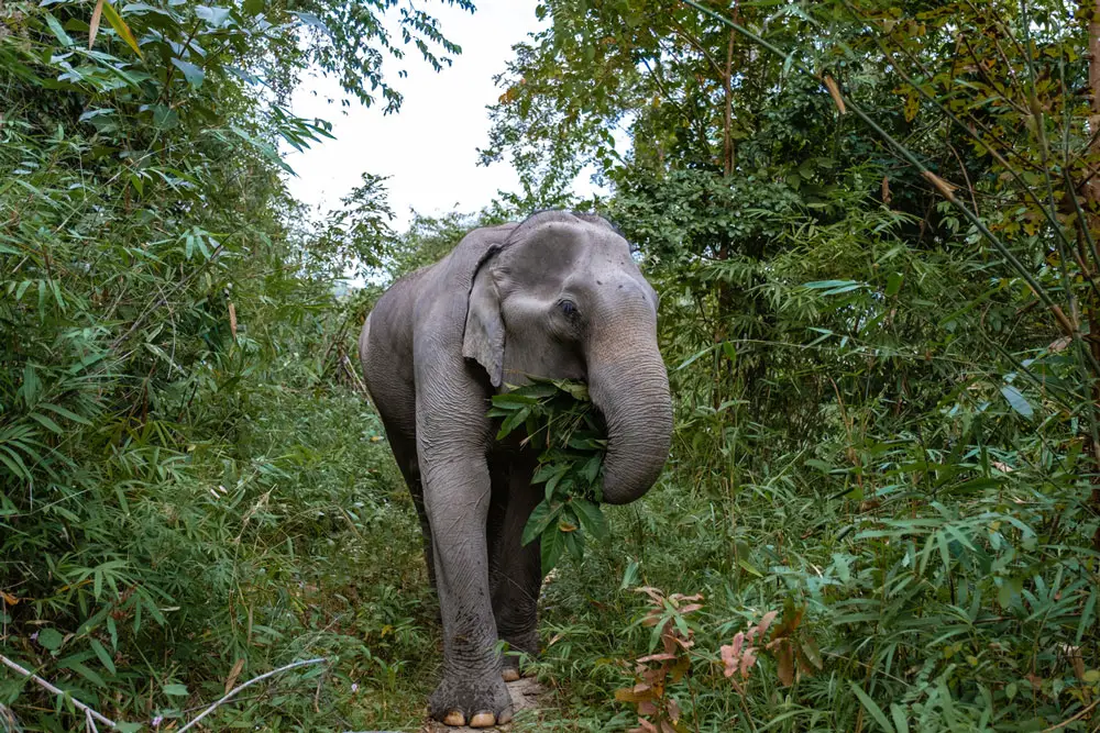 Elephant walking through the jungle