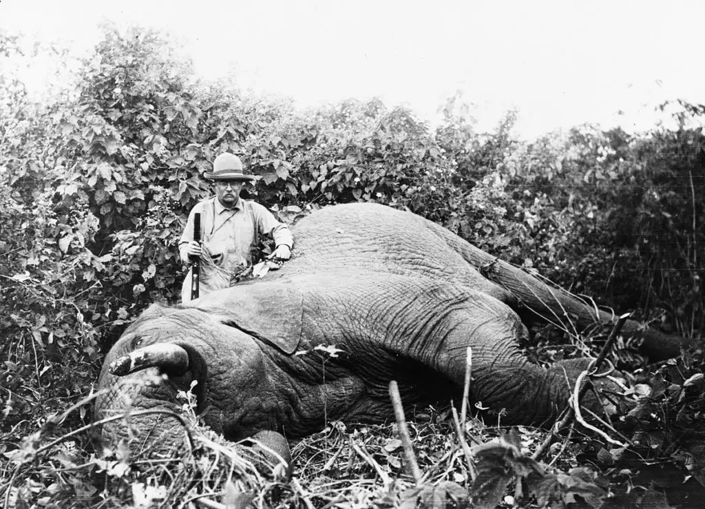 President Teddy Roosevelt with a Elephant Rifle and killed Elephant 