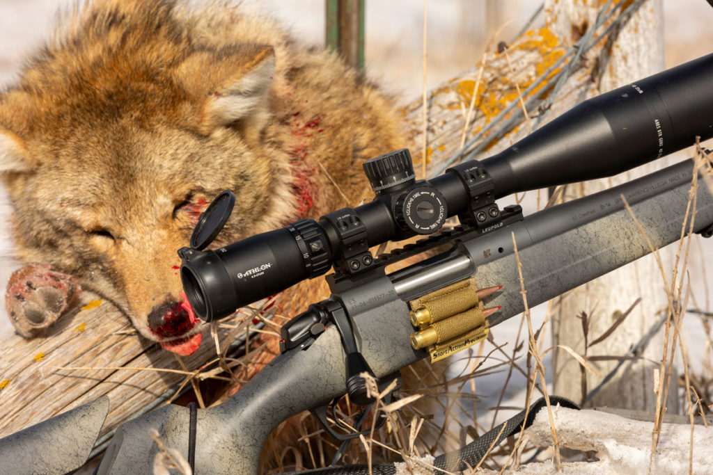 Wild coyote shot with the Athlon Ares BTR